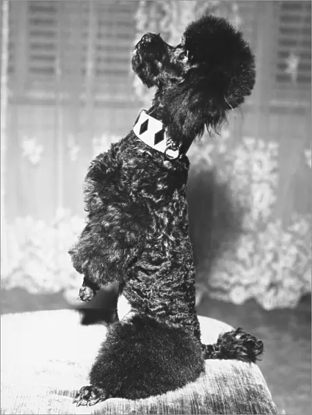 Poodle standing erect on stool, begging (B&W)