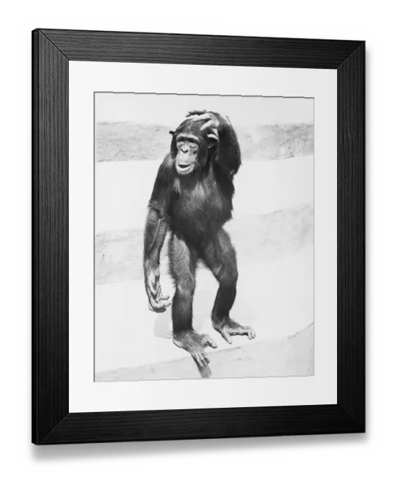 Framed Print : Chimpanzee standing on steps, scratching head, (B&W)