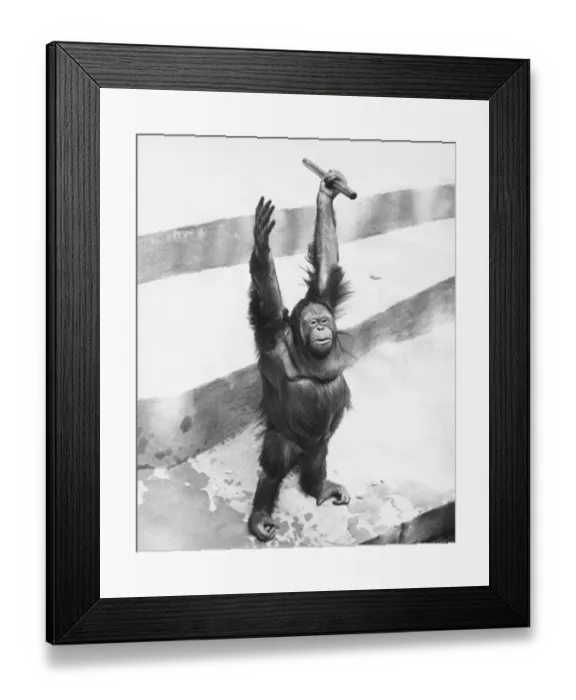 Framed Print : Orang-utan standing on steps, raising hands with stick, (B&W) Framed Print : Orang-utan standing on steps, raising hands with stick, (B&W)