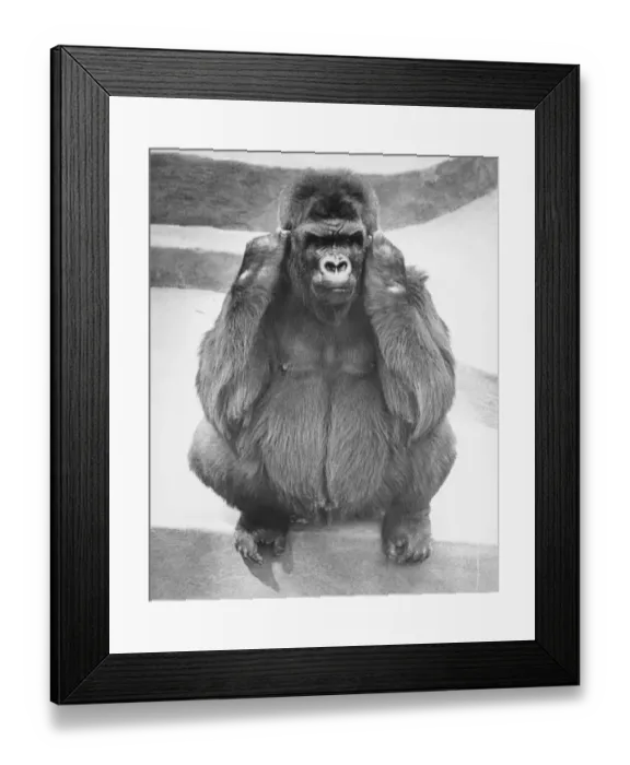 Framed Print : Gorilla sitting on concrete surface painted in stripes, (B&W) Framed Print : Gorilla sitting on concrete surface painted in stripes, (B&W)