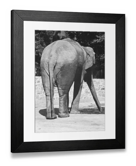 Framed Print : Elephant standing in corral surrounded by low stone wall, (B&W) Framed Print : Elephant standing in corral surrounded by low stone wall, (B&W)