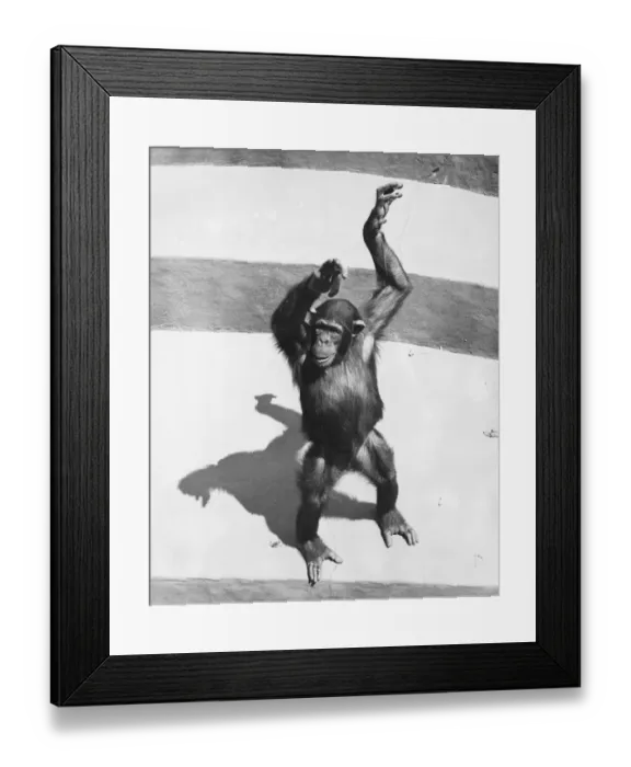 Framed Print : Chimpanzee standing on concrete surface painted in stripes, (B&W) Framed Print : Chimpanzee standing on concrete surface painted in stripes, (B&W)