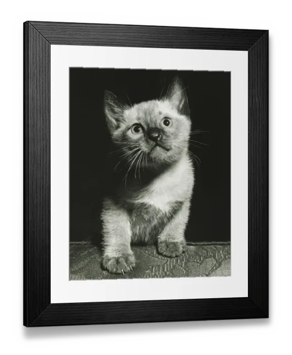 Framed Print : Kitten sitting on edge of chair, (B&W) Framed Print : Kitten sitting on edge of chair, (B&W)