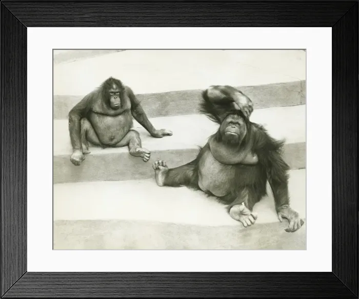 Framed Print : Two orang-utans sitting on steps, (B&W) Framed Print : Two orang-utans sitting on steps, (B&W)