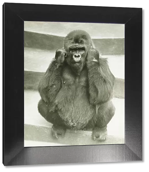 Gorilla sitting on steps, supporting head with hands, (B&W)