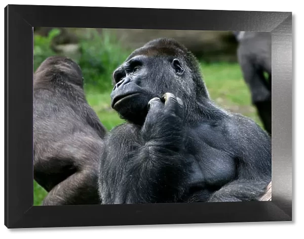 Mature silverback gorilla