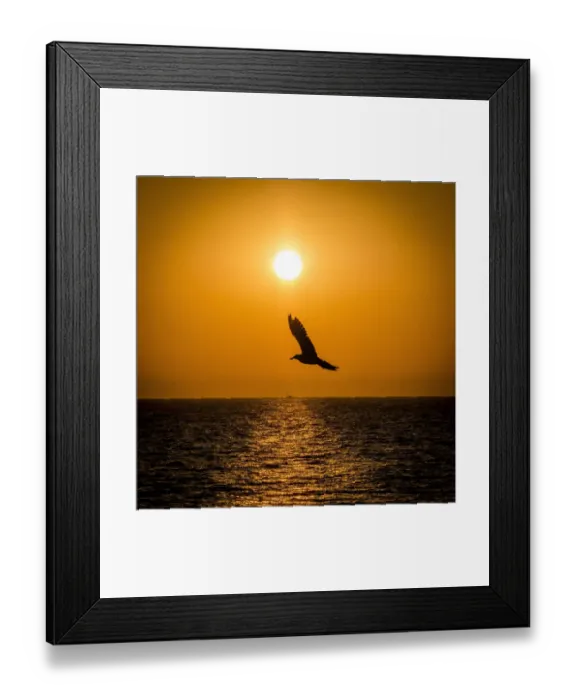 Framed Print : Bird Framed Print : Bird