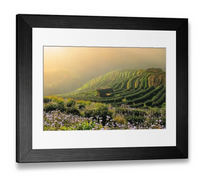 Framed Print : Tea garden Framed Print : Tea garden