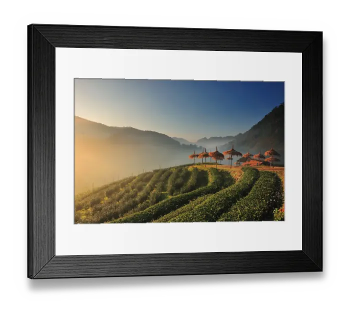 Framed Print : Tea garden Framed Print : Tea garden
