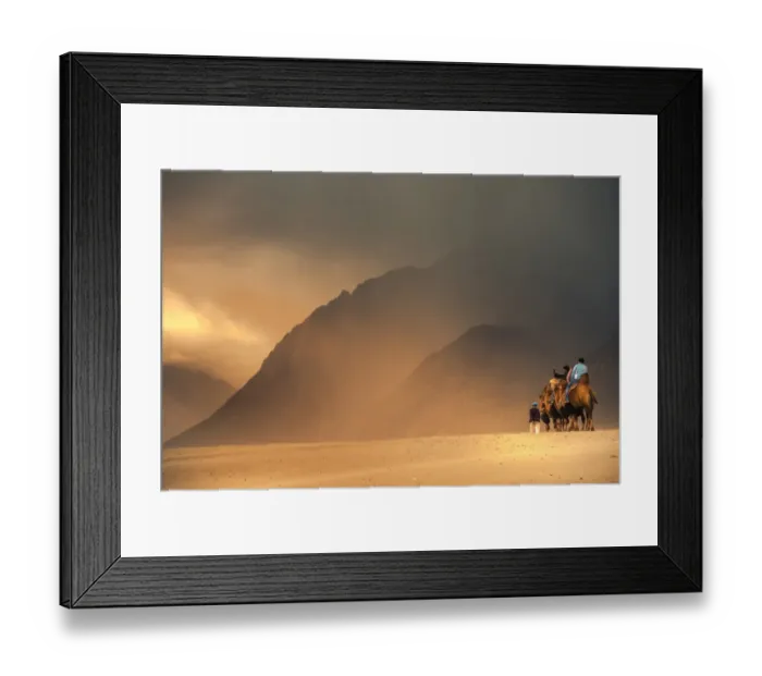 Framed Print : Dromedary Camels (camelus dromedaris) in desert Framed Print : Dromedary Camels (camelus dromedaris) in desert