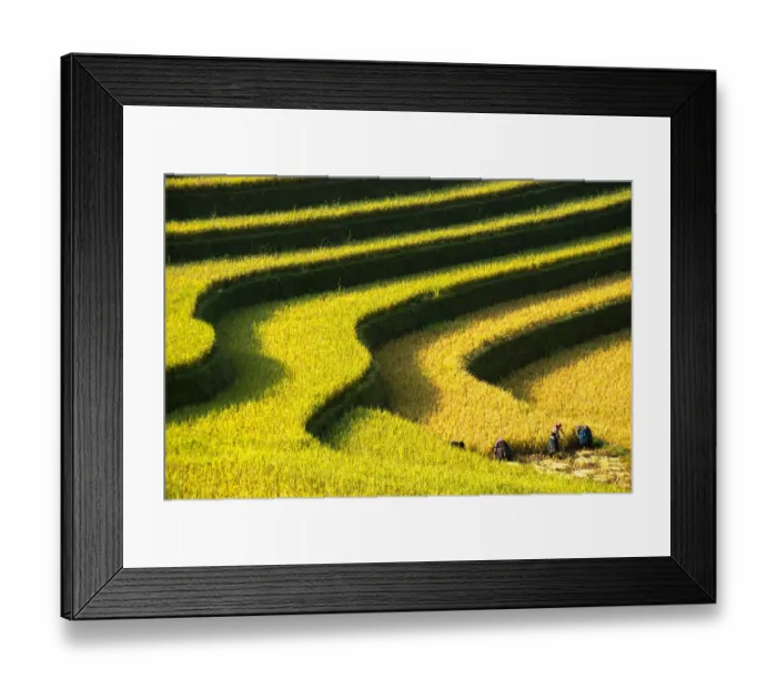 Framed Print : Rice terraces in Mu Cang Chai, North Vietnam Framed Print : Rice terraces in Mu Cang Chai, North Vietnam