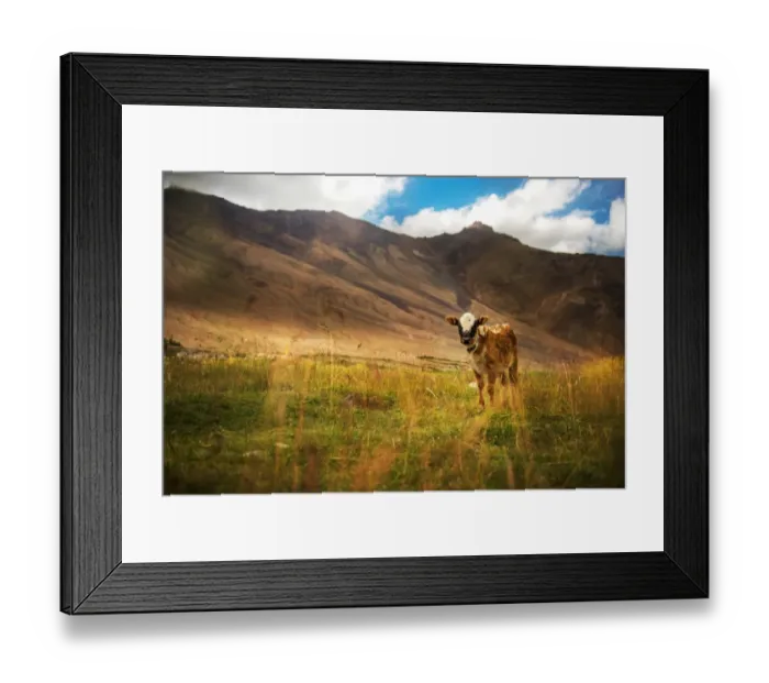 Framed Print : Cow on mountain green grass and evening sky with Framed Print : Cow on mountain green grass and evening sky with