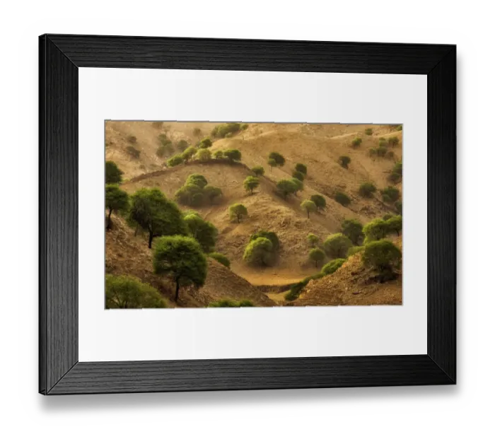Framed Print : Trees in the Desert mountain Framed Print : Trees in the Desert mountain