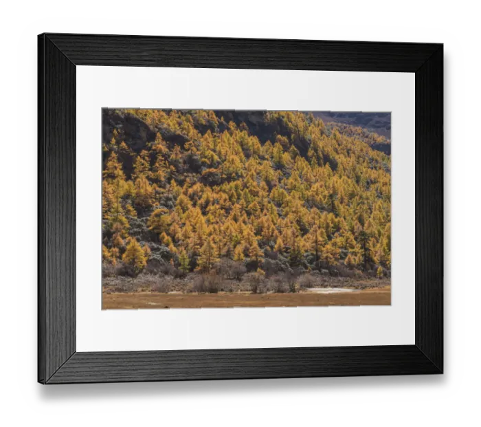 Framed Print : Beutiful nature of Colorful autumn in Yading national