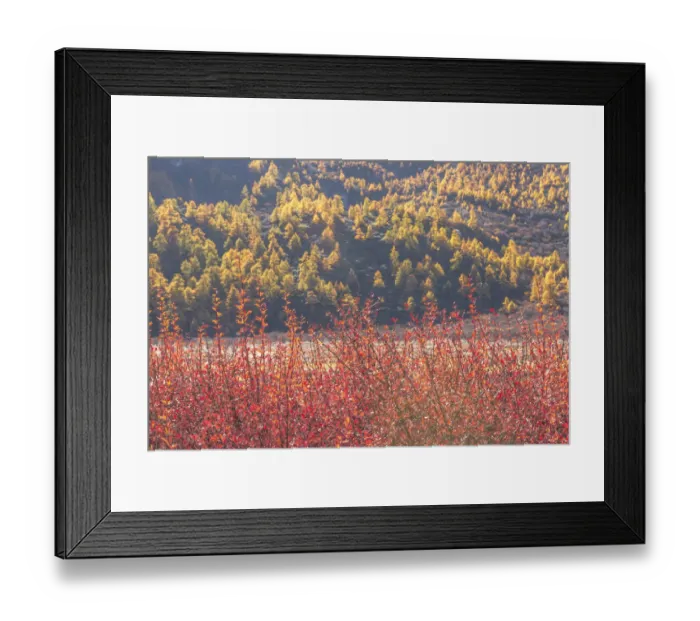 Framed Print : Beutiful nature of Colorful autumn in Yading national Framed Print : Beutiful nature of Colorful autumn in Yading national