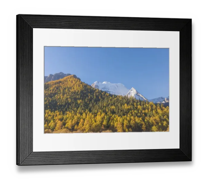 Framed Print : Beutiful nature of Colorful autumn in Yading national Framed Print : Beutiful nature of Colorful autumn in Yading national