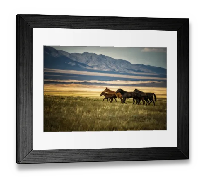 Framed Print : horses galloping over the field in kazakhstan Framed Print : horses galloping over the field in kazakhstan
