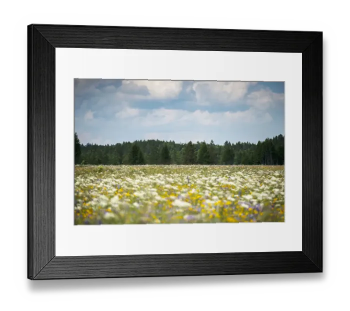 Framed Print : Field flower in siberia Framed Print : Field flower in siberia