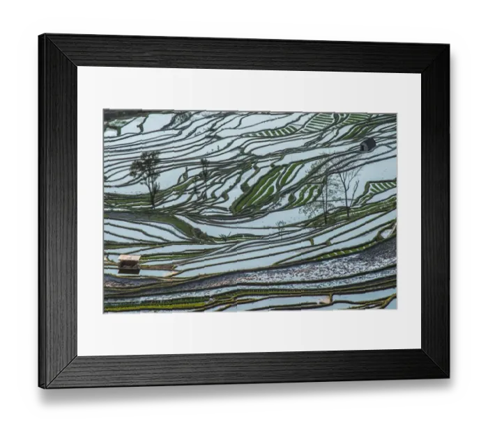 Framed Print : Terraced rice field Framed Print : Terraced rice field