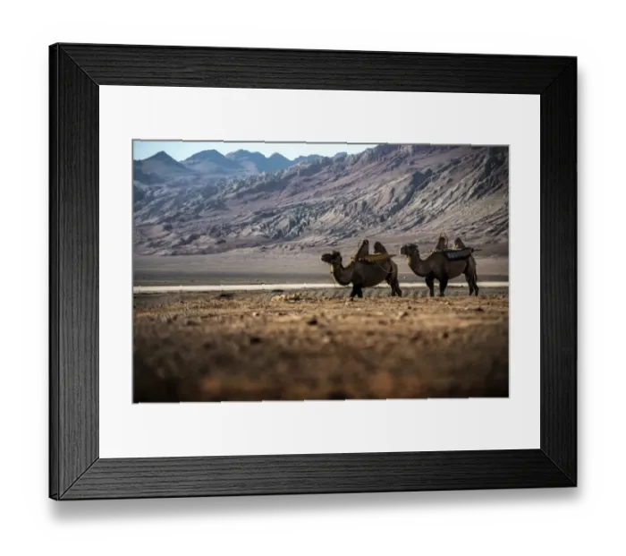 Framed Print : Camels at Xinjiang, china Framed Print : Camels at Xinjiang, china