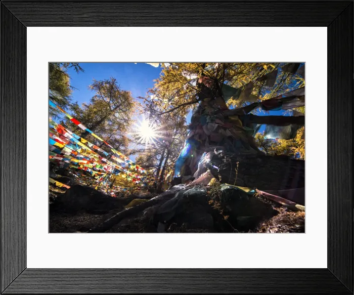 Framed Print : Tree covered in Buddhist prayer flags Framed Print : Tree covered in Buddhist prayer flags