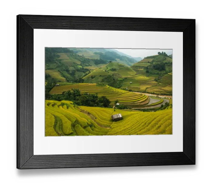Framed Print : Rice terrace, Vietnam Framed Print : Rice terrace, Vietnam