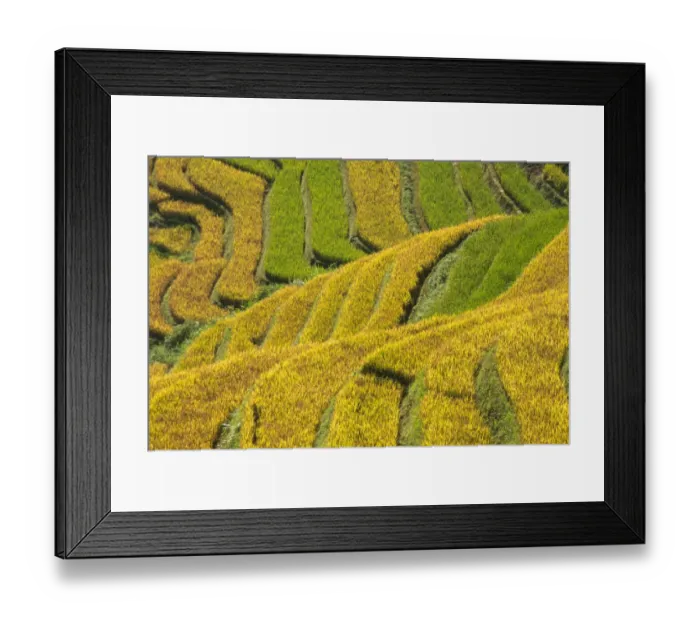 Framed Print : Rice terraces in Mu Cang Chai, North Vietnam Framed Print : Rice terraces in Mu Cang Chai, North Vietnam