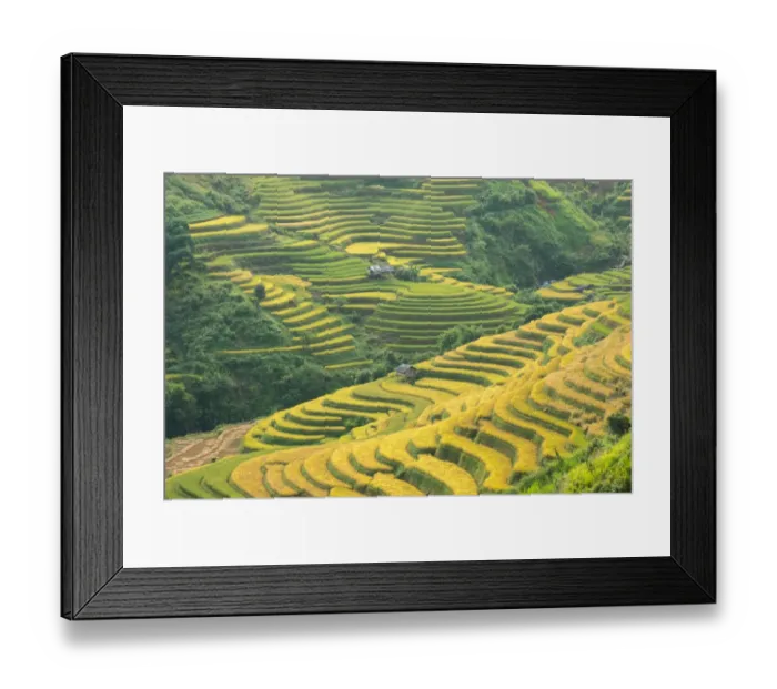 Framed Print : Rice terraces in Mu Cang Chai, North Vietnam Framed Print : Rice terraces in Mu Cang Chai, North Vietnam
