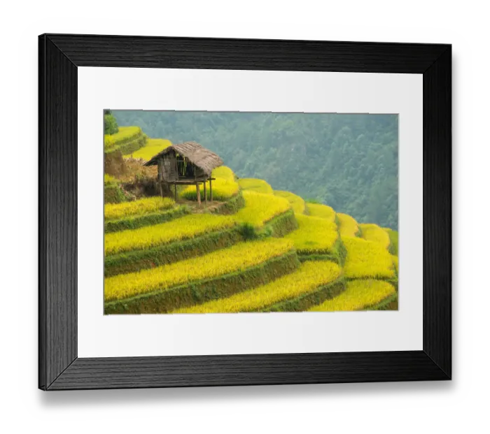Framed Print : Rice terraces in Mu Cang Chai, North Vietnam