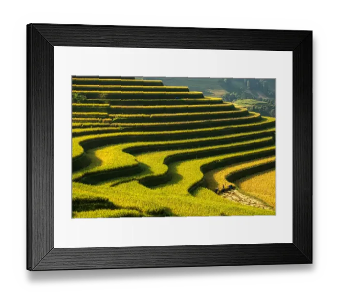 Framed Print : Rice terraces in Mu Cang Chai, North Vietnam Framed Print : Rice terraces in Mu Cang Chai, North Vietnam