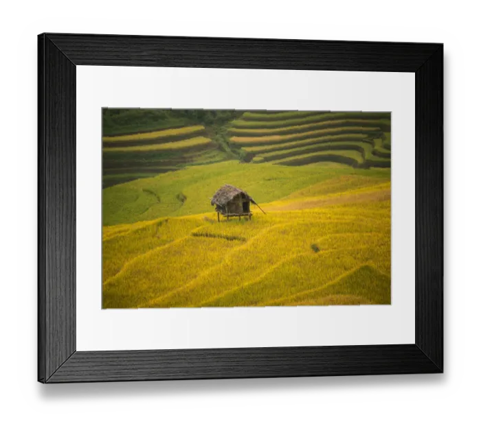 Framed Print : Rice terraces in Mu Cang Chai, North Vietnam Framed Print : Rice terraces in Mu Cang Chai, North Vietnam