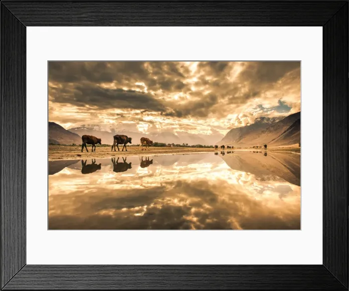 Framed Print : Reflection in nubra valley Framed Print : Reflection in nubra valley