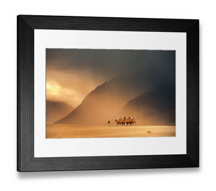 Framed Print : Camel on nubra valley desert in India