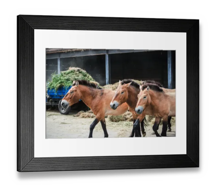 Framed Print : Przewalskis horses Framed Print : Przewalskis horses