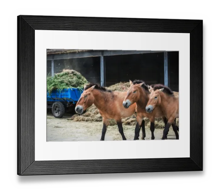 Framed Print : Przewalskis horses Framed Print : Przewalskis horses