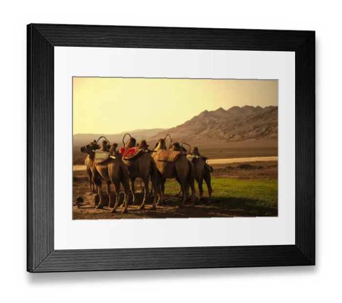 Framed Print : Camels at the Flaming Mountains Framed Print : Camels at the Flaming Mountains