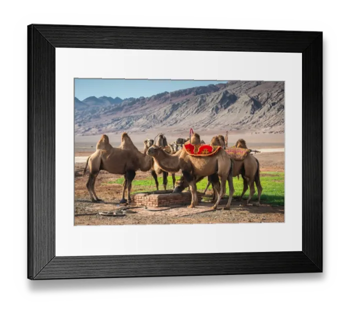 Framed Print : Camels at the Flaming Mountains Framed Print : Camels at the Flaming Mountains