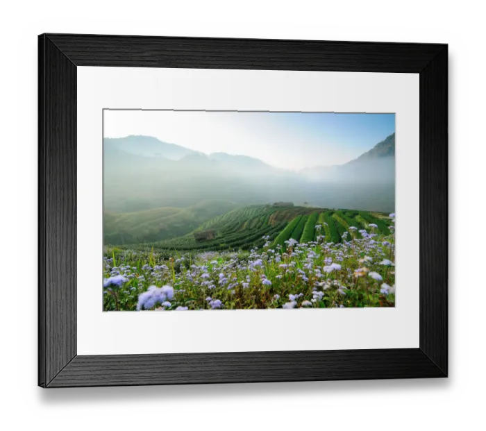 Framed Print : Tea garden Framed Print : Tea garden