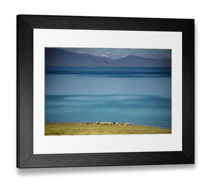Framed Print : Herd of Sheep near Sayram Lake, Ili, Xinjiang Framed Print : Herd of Sheep near Sayram Lake, Ili, Xinjiang