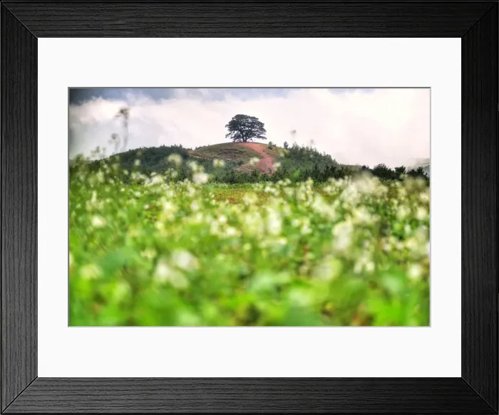 Framed Print : Lone tree Framed Print : Lone tree