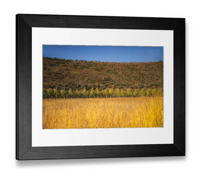 Framed Print : Eastern Yellow Pines Framed Print : Eastern Yellow Pines