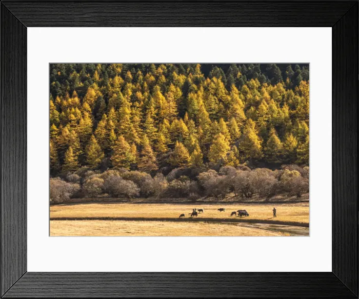 Framed Print : The Cowboys Autumn Fall Framed Print : The Cowboys Autumn Fall