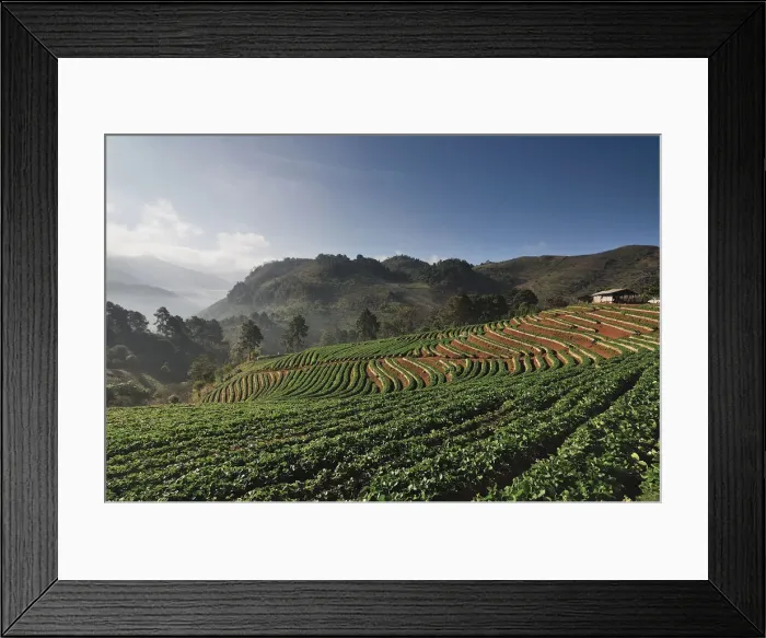Framed Print : Strawberry farm Framed Print : Strawberry farm