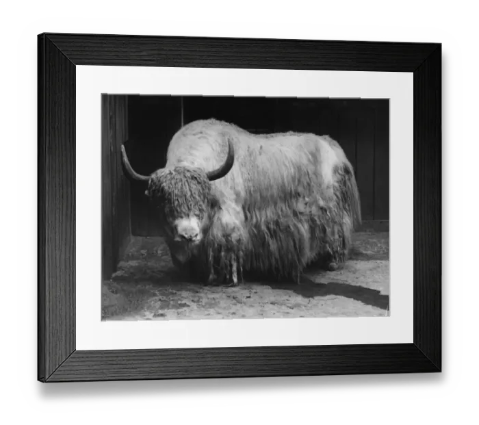 Framed Print : Captive Yak