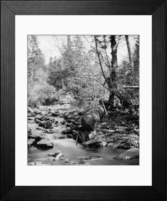 Framed Print : Catskill Forest Framed Print : Catskill Forest