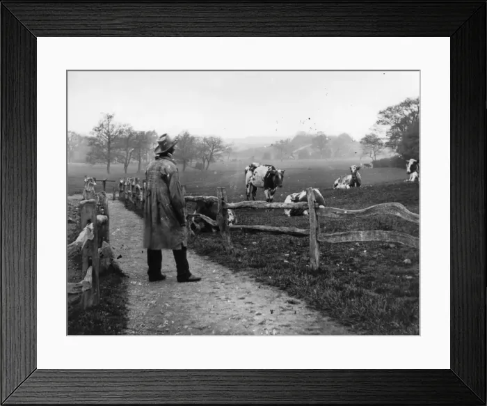 Framed Print : Cows Grazing Framed Print : Cows Grazing