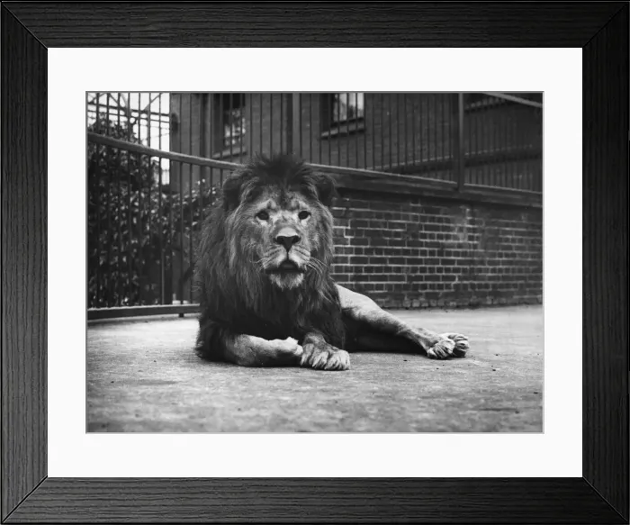 Framed Print : Sultan The Lion Framed Print : Sultan The Lion