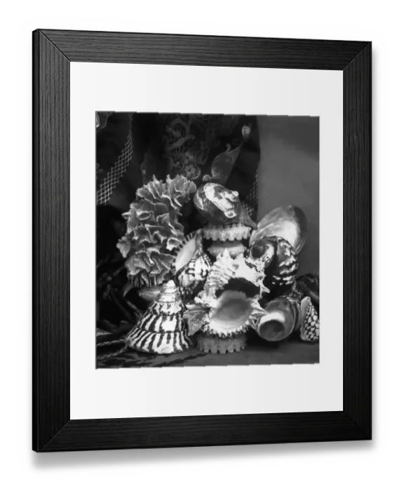 Framed Print : Shell Collection Framed Print : Shell Collection
