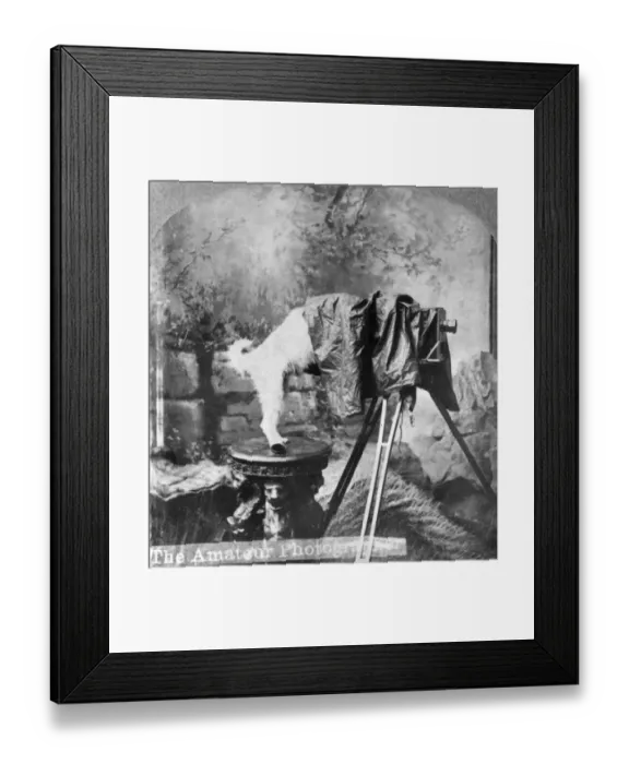 Framed Print : Dog s-Eye View Framed Print : Dog s-Eye View