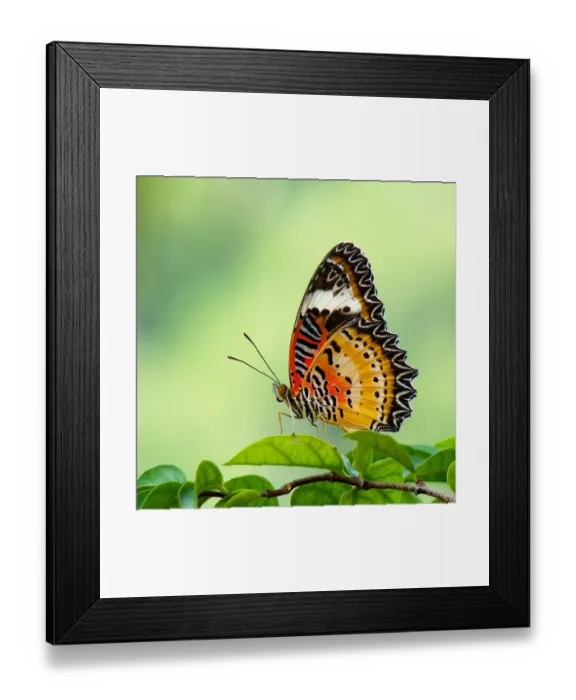 Framed Print : Butterfly on leaves Framed Print : Butterfly on leaves